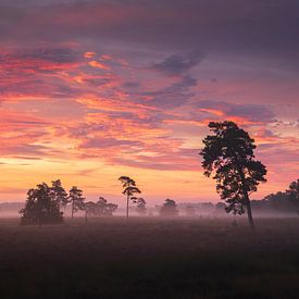 Blühendes Heidekraut im nebligen Sonnenaufgang von Zwoele Plaatjes