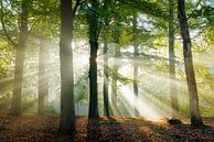 Sun harps in the beech forest at sunrise | Utrechtse Heuvelrug by Sjaak den Breeje thumbnail