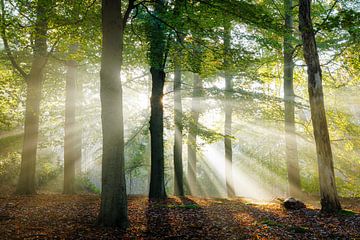 Les harpes du soleil dans la forêt de hêtres au lever du soleil | Utrechtse Heuvelrug sur Sjaak den Breeje