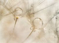 Aquarel