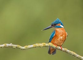 Kingfisher by Lies Bakker