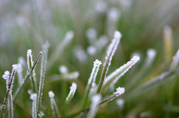 Much more sugar grass