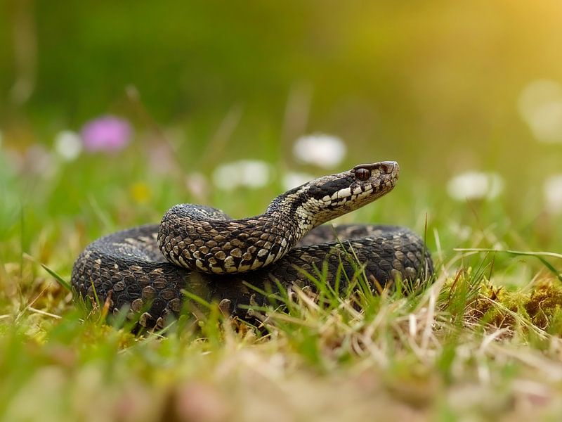An adder in the meadow by Manuel Weiter