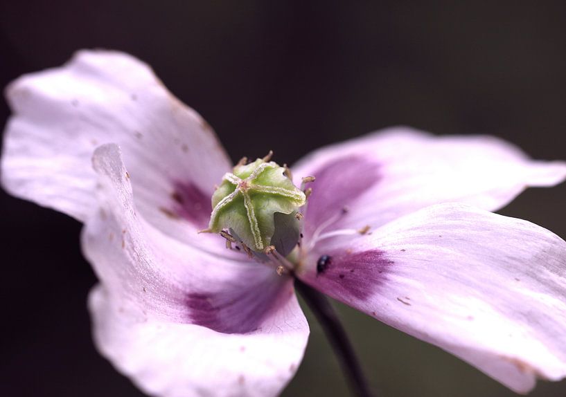 Wilder Mohn by Roswitha Lorz