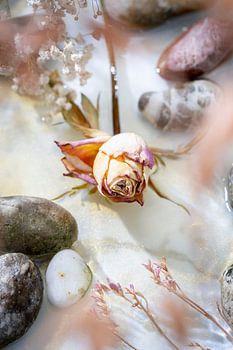 Quieted but not lost - dryflower rose, in water, rost and water.