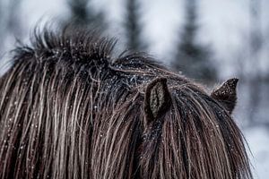 Manteau de cheval immobile en hiver dans un paysage gelé
