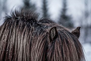 Winterstilte Paardenvacht in Bevroren Landschap van Femke Ketelaar