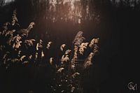 Dark reeds