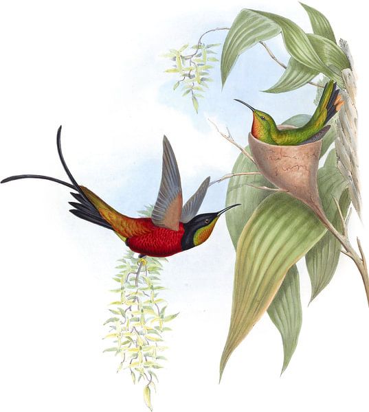 Fiery Topaz, John Gould par Hummingbirds