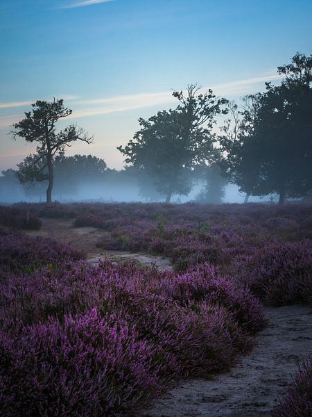 Mistige heide van Diane van Veen