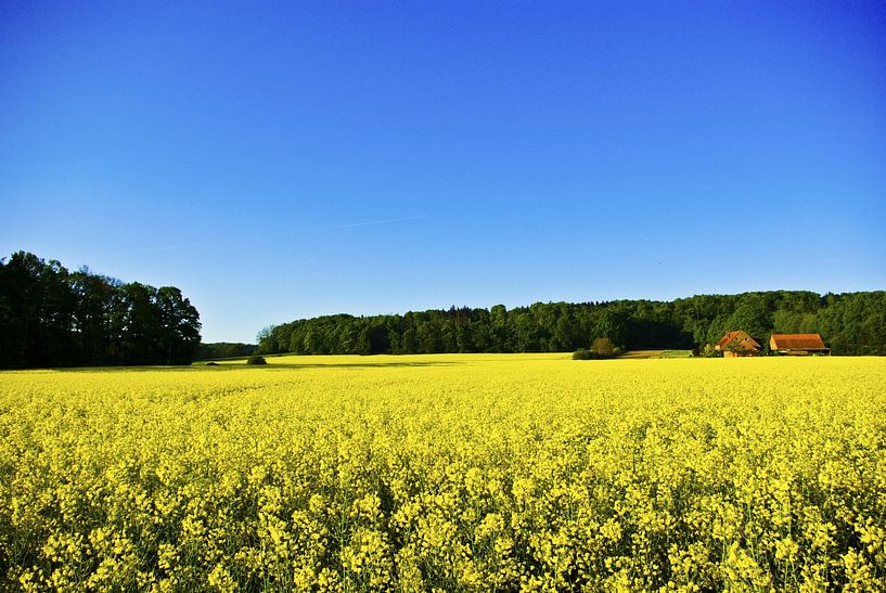 The rape field by Norbert Sülzner