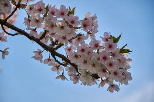 Fleur de printemps