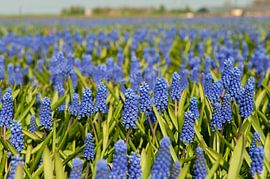 Landscape from fields with blue grape Hyacinths by Ivonne Wierink
