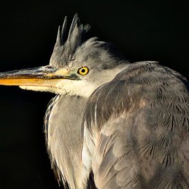 portrait grey heron by Thijmen van Heerde
