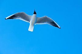 Seagull in the sky. by Hennnie Keeris