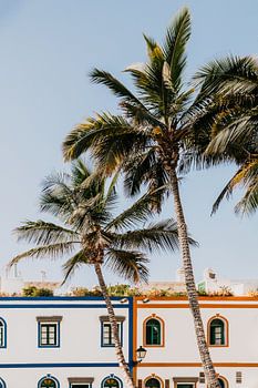 A tropical photo of palm trees and colored houses in Gran Canaria