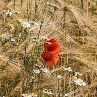 poppies in grain square