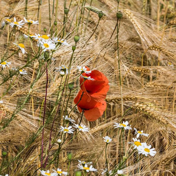 poppies in grain square by t.a.m. postma
