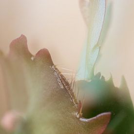 Cactus van Boudewijn Swanenburg