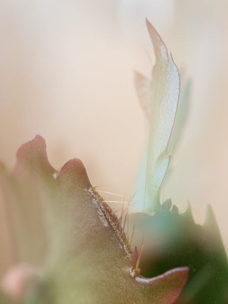 Cactus van Boudewijn Swanenburg