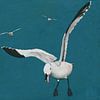 Sabine seagulls flying by Jan Keteleer