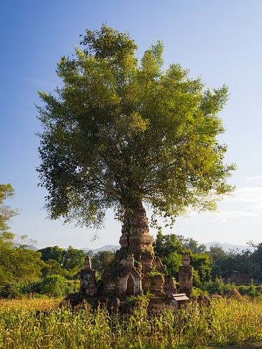 Boom die uit een stoepa groeit in Hsipaw, Myanmar