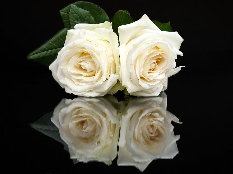 Two white roses with mirror image or reflection by Ben Schonewille