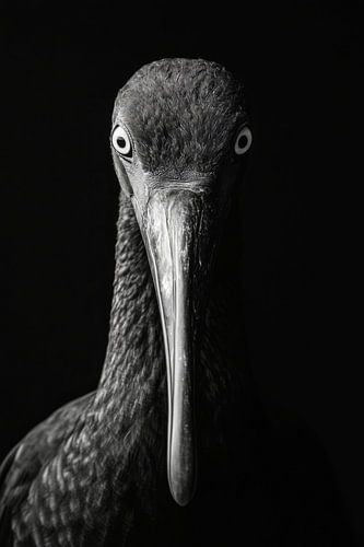 Ibis