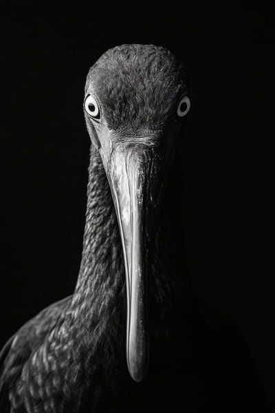 Ibis by Poster Art Shop