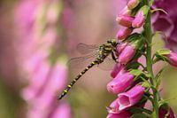Common spring dragonfly