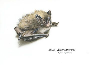 Die flinke Schattenseele – Kleine Bartfledermaus (Myotis mysta)