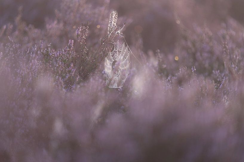 Het spinneweb van Van Renselaar Fotografie