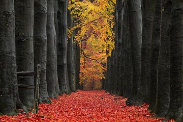 Red Tongue sur Martin Podt