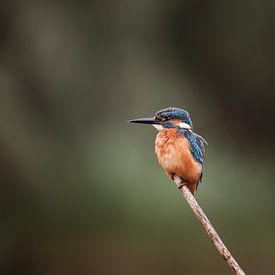 Kingfisher on branch in Dutch nature portrait by Maarten Oerlemans