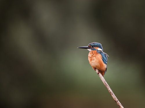 Kingfisher on branch in Dutch nature portrait