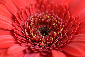 Gerbera van Barbara Brolsma