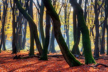 Dansende silhouetten in het Speulderbos sur Dennis van de Water