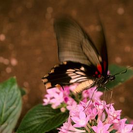 Papillon sur True Color Stories