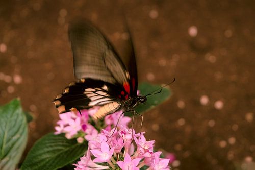 Papillon sur True Color Stories