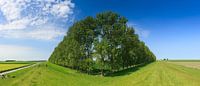 Compositie met bomen, Groningen, Nederland van Henk Meijer Photography thumbnail