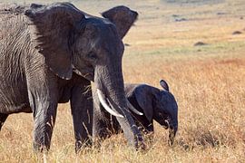 Erect ears by Peter Michel