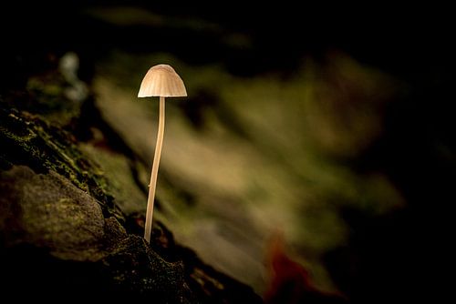 Scènes d'automne 2019