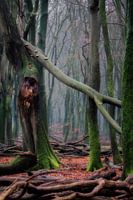 Märchenhafter Wald im Speulderbos