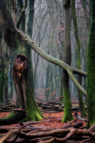 Sprookjesbos in het Speulderbos