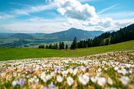 Flowery views of the Grünten from noon by Leo Schindzielorz thumbnail