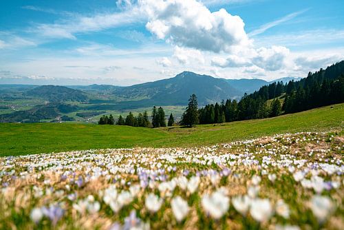Bloemrijk uitzicht op de Grünten vanaf de middag
