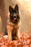 German shepherd dog