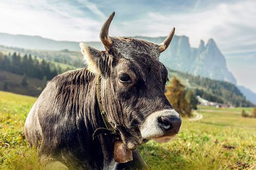 Vache grise se reposant sur un alpage dans les Alpes