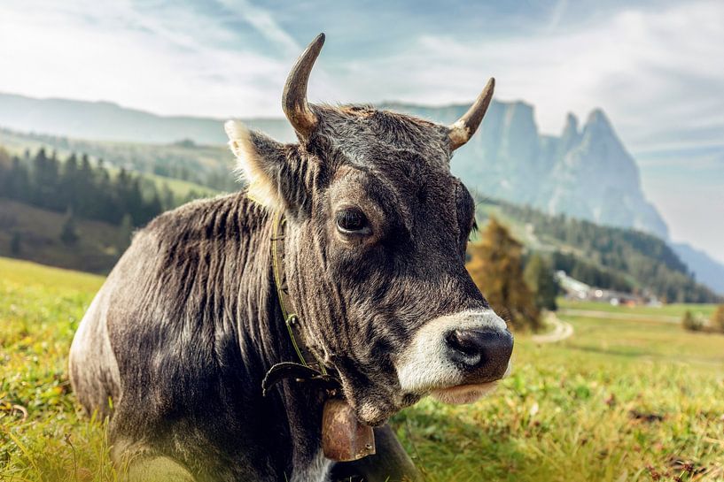 Gray alpine cow resting on a mountain meadow in the Alps by Annabell Gsödl