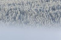 Fog and trees with snow